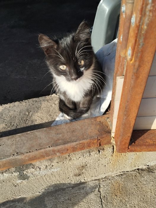 Бесплатно отдам котика