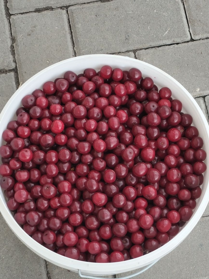 Продам вишню из домашнего сада
