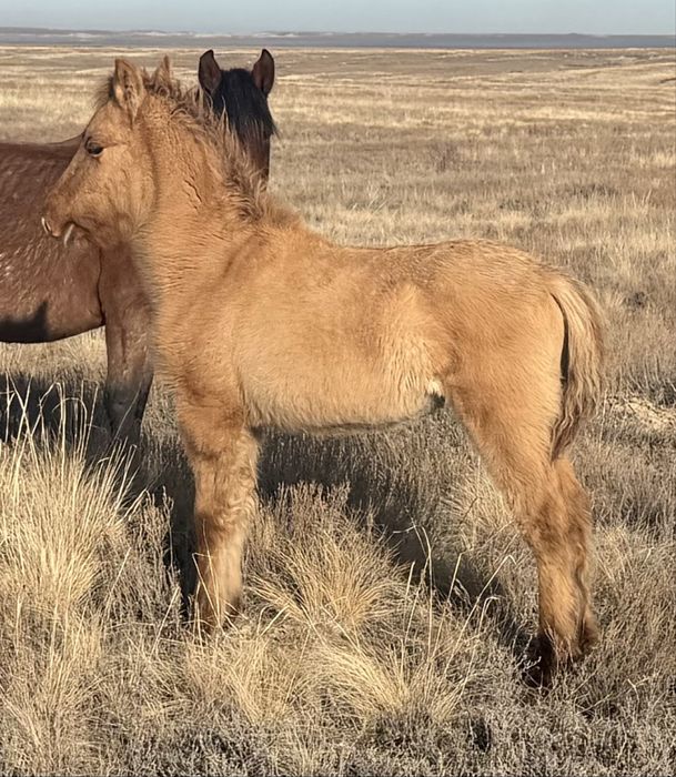 Жабагы, ту бие, жеребята