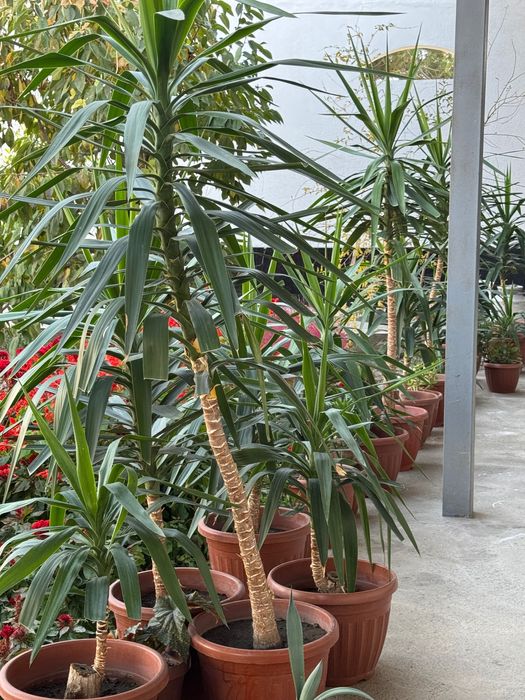 Офисные декоративные цветы