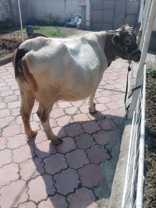 Sigir sotiladi ona bola