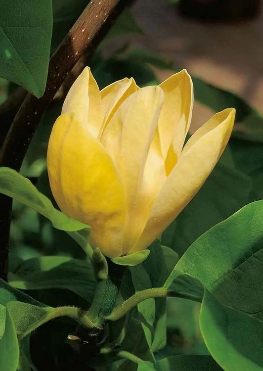 Magnolia Galbenă Yellow Bird