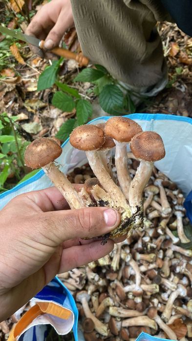 Vand ghebe 35 de lei kg