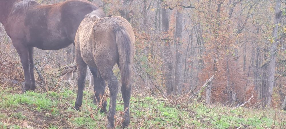 De vanzare un mânz și un armăsar