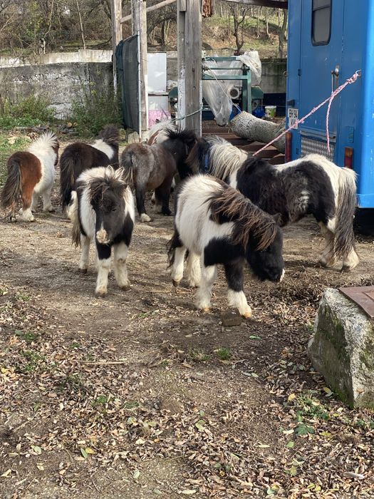 Mini pony shetlander