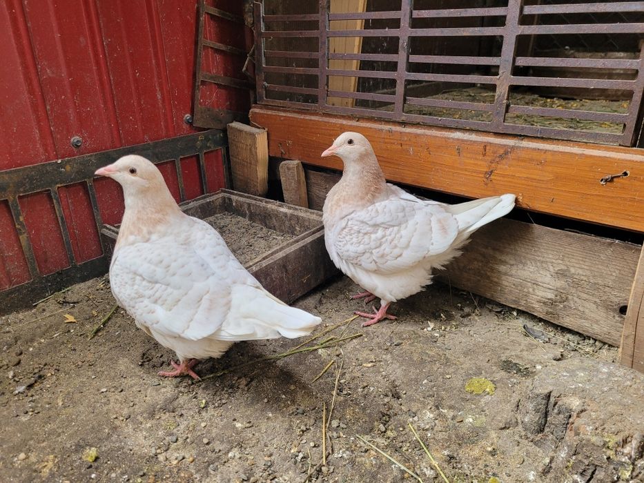 Vând porumbei texani