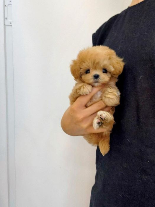 Maltipoo toyPudel/poodle toy —transport oriunde