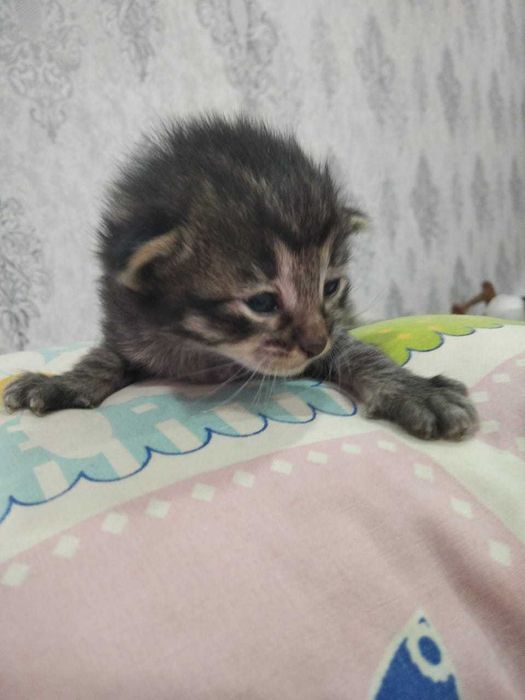 Котята шотландцы