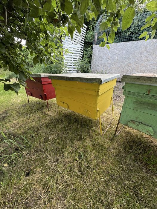 Lazi goale orizantale familii albine 16 rame