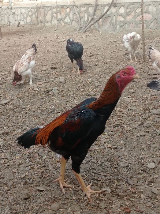 Хурозлар сотувда