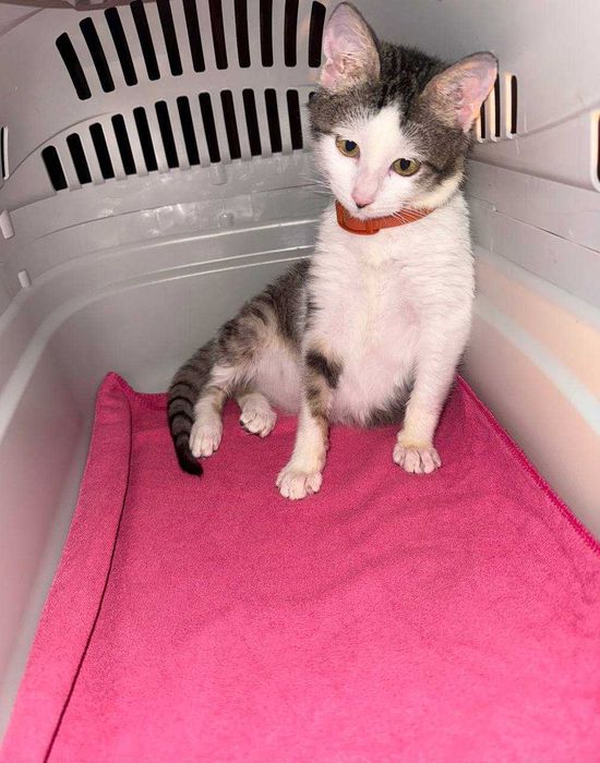 Не просто котёнок — маленькая подруга на всю жизнь