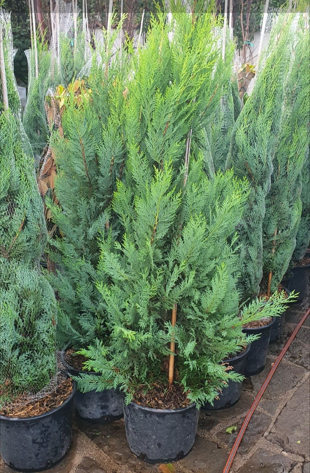 Leylandii la super preț, 1m-3m Leylandii gard viu plante ornamentale