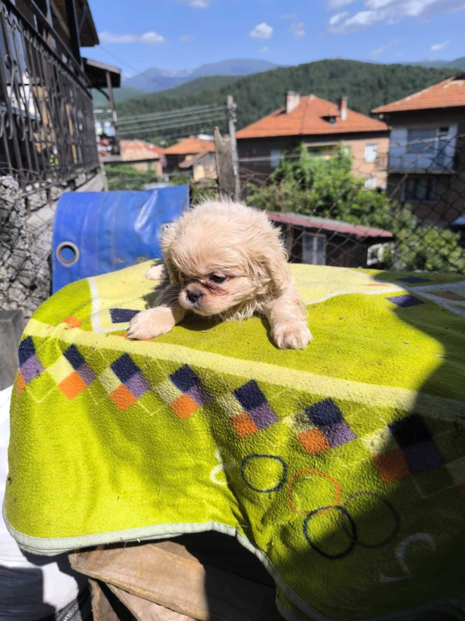 Свободни Кучета Пекинез