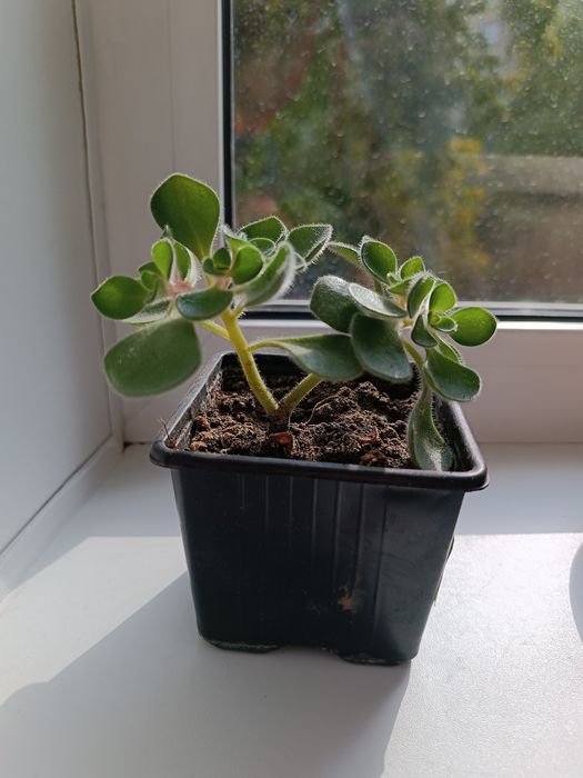 Аихризон (дерево любви)