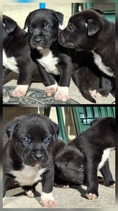 Pui caine metis amstaff cu ciobanesc