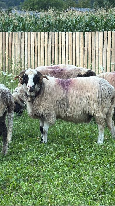 Vand oaie  breaza  soiul Vidica Comisarul si 3 bucalai