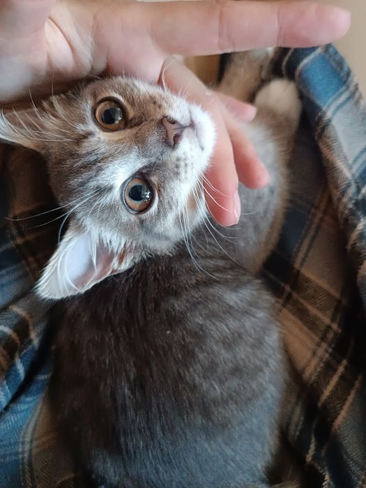 Котенок в добрые руки бесплатно