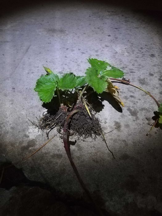 Vand stoloni capsuni Fragaria Korona