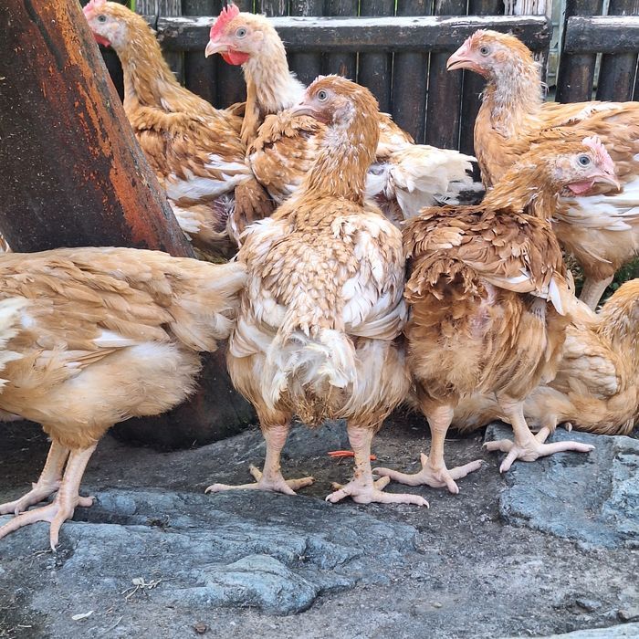 Vând puicute si cocoși Kabir