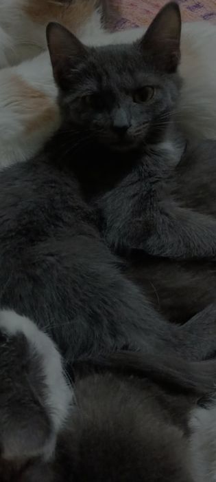 Пропал серый кот у ворот  15 июня утром с 7 до 9 ч  г. Тобыл переулок