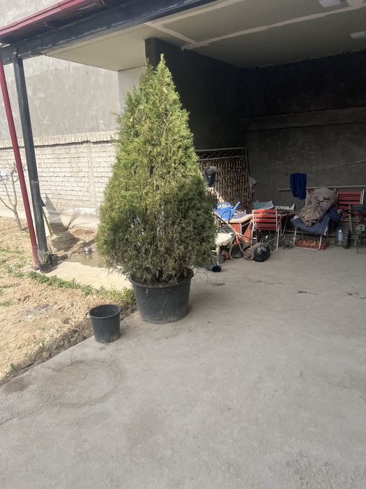 Archa kesish gazon ekish archalarni dorilash