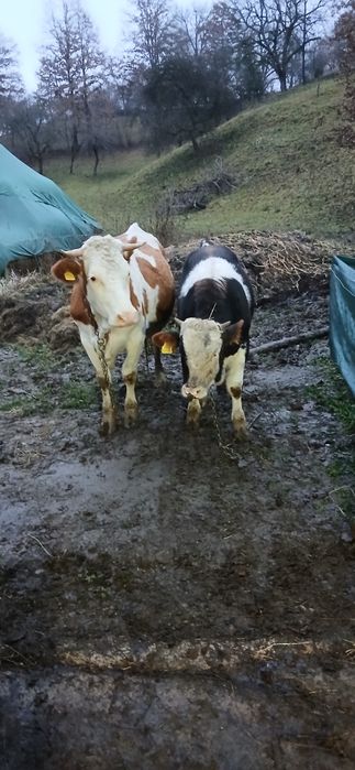 Vaca si vitel pentru sacrificare