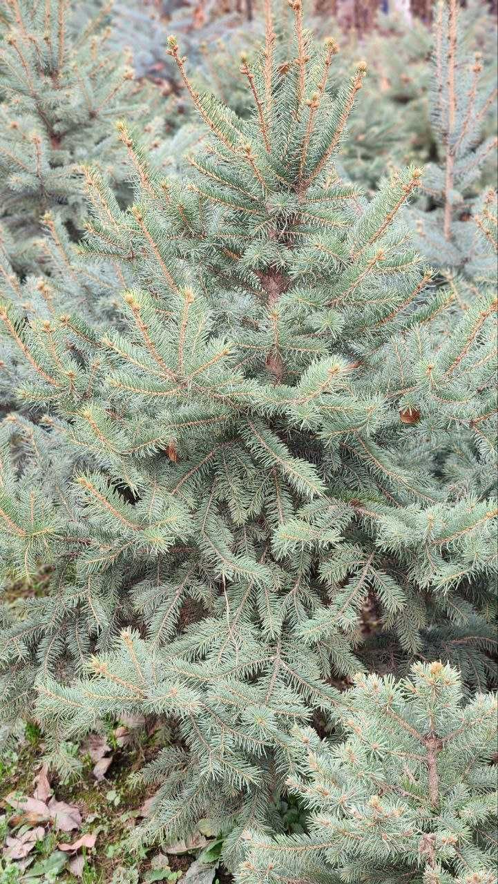 Голубая ель премиум! Goluboy el premium! Colorado blue spruce