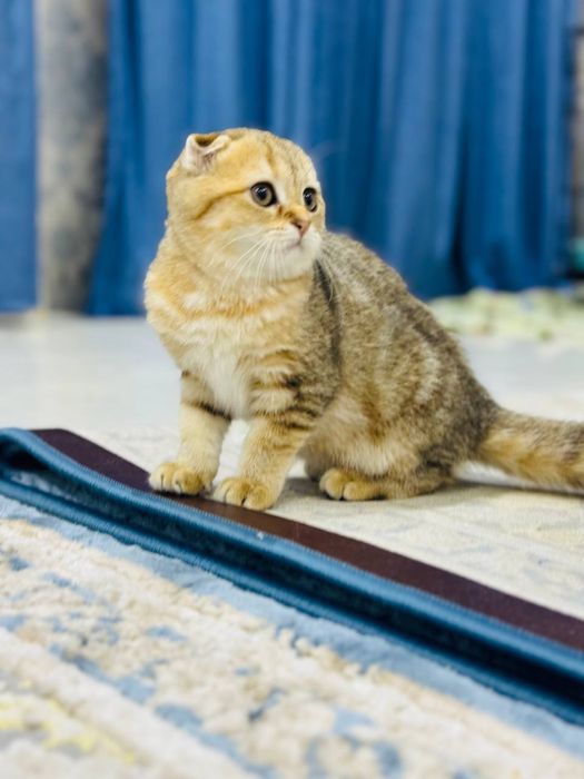 продается котенок