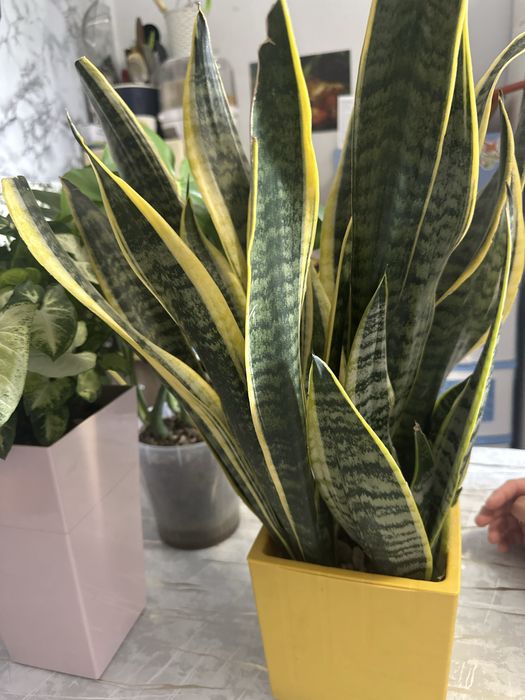 комнатные и офисные цветы