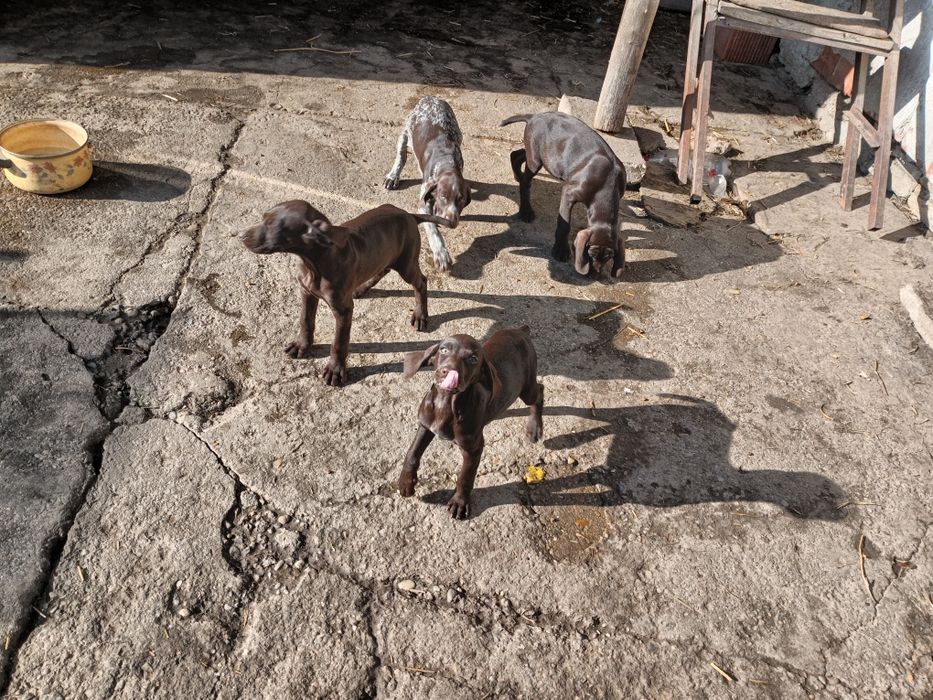 Продавам кученца Курцхаар