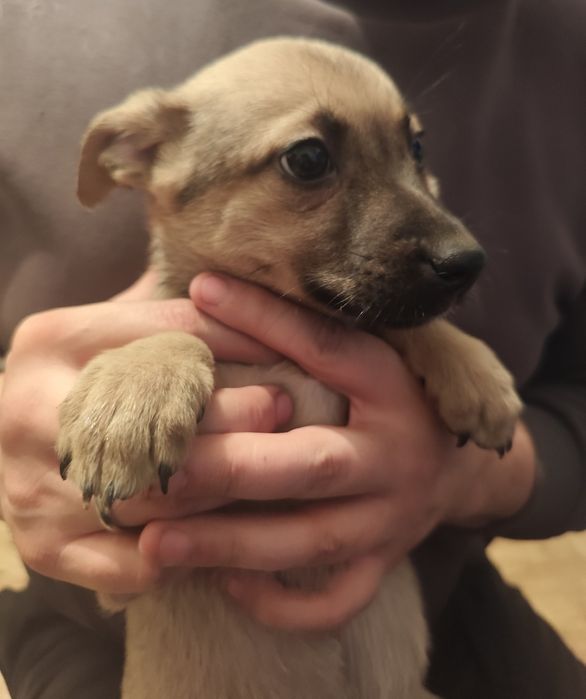 Щенок гладкащерсткая девочка