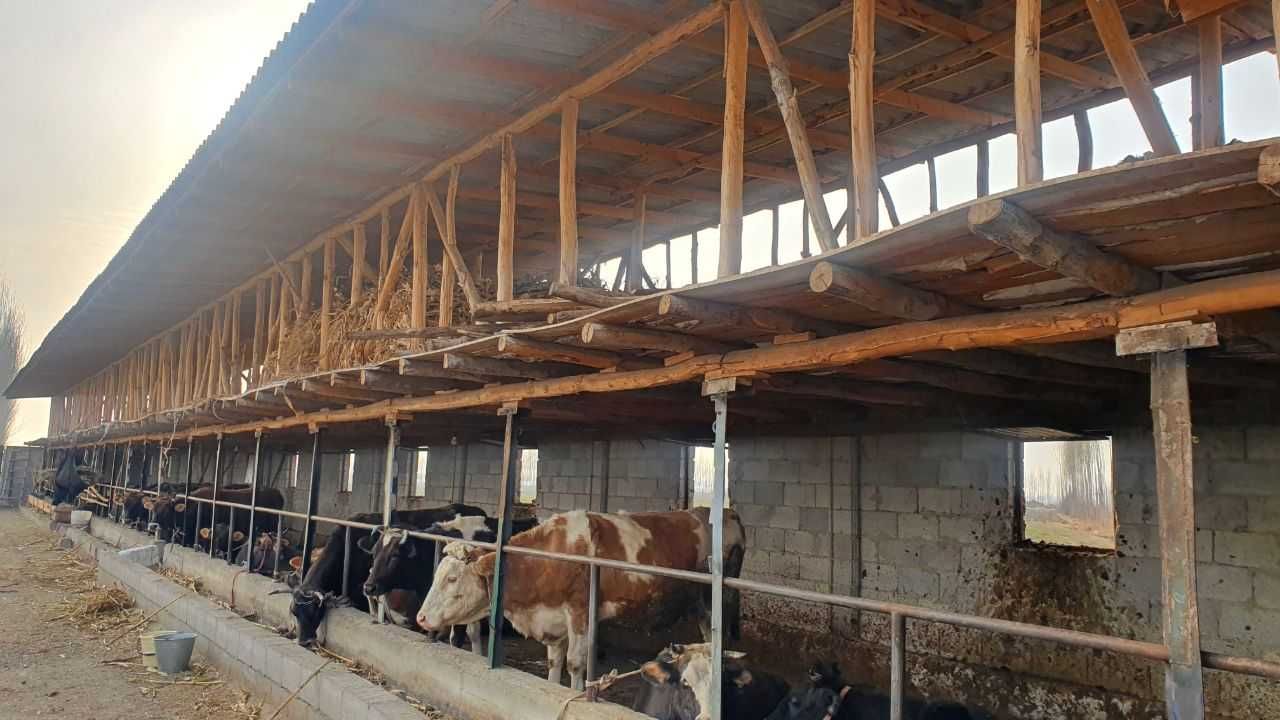 Dala shiyponi chorva va issiqxona noturar bino-inshoatlari sotilmoqda