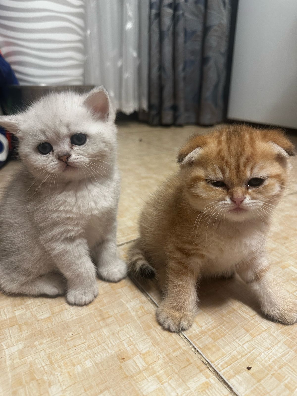 Милые котята. Шиншиллы