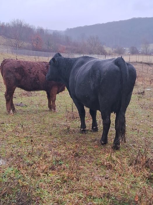 Vând vaci angus și juninci