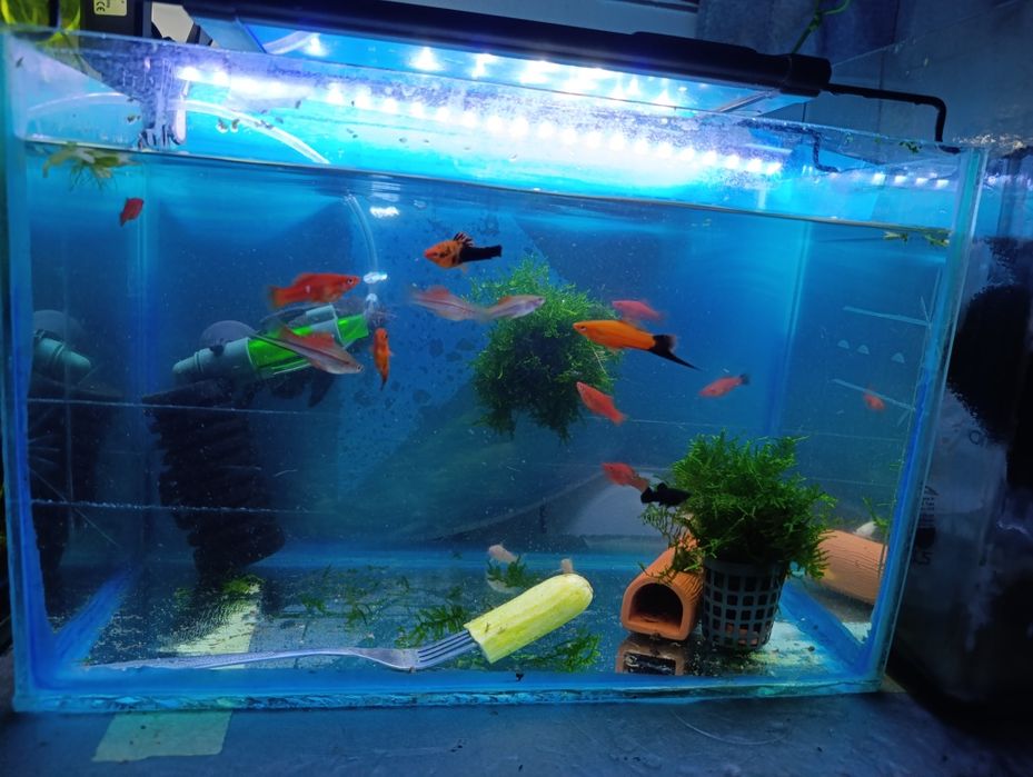 Accesorii,grote, ornamente pești ancistrus,xipho