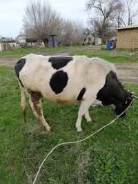 Продаётся стельная корова 2-м оттёлом  600000 торг
