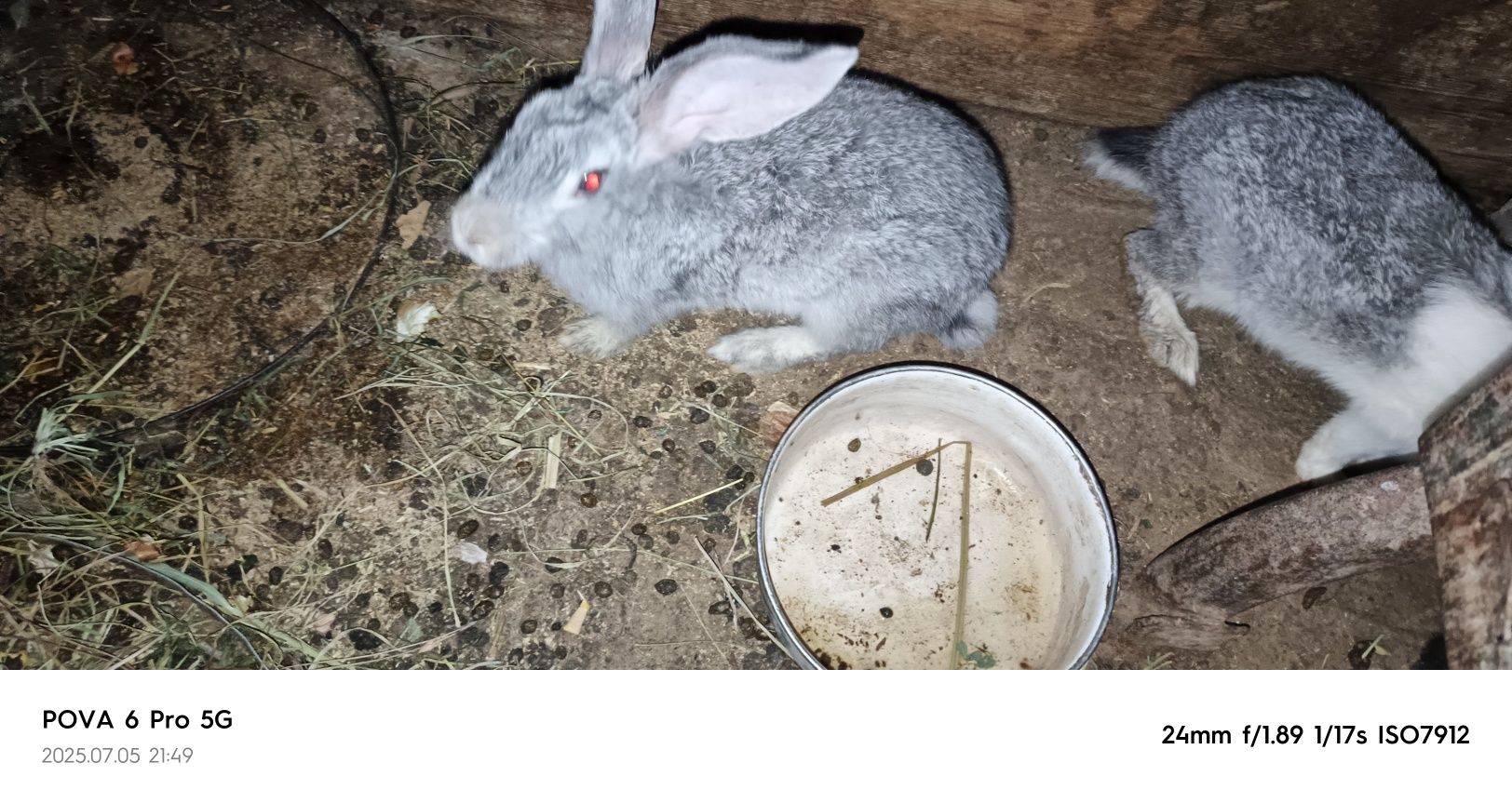 Quyonlar sotiladi kattasidan tortib bolasigacha