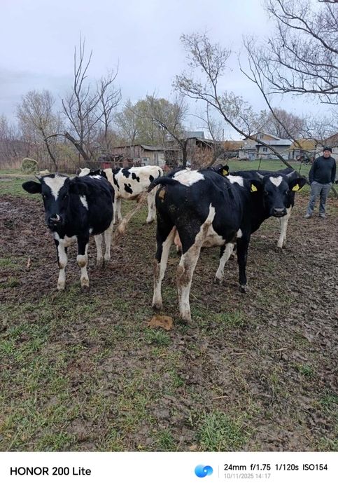 vitei holstain opt luni