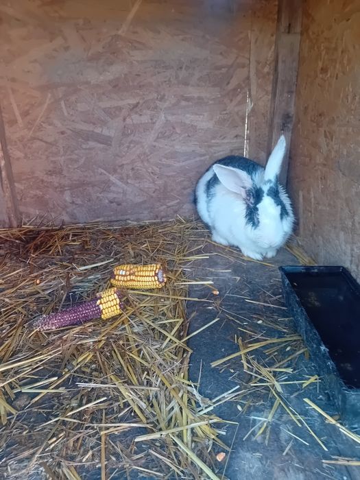 Iepuri diferite rase