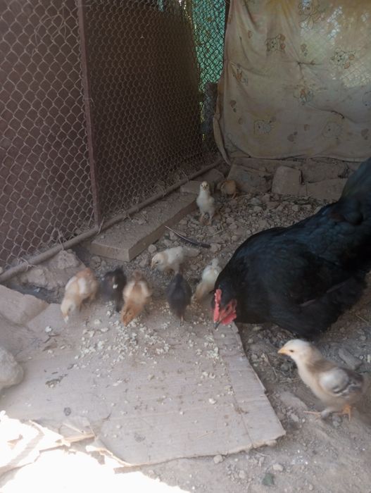 Курица с цеплятами