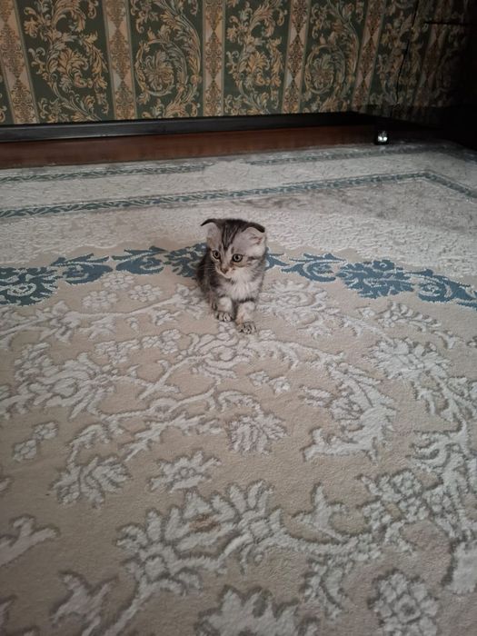 Котенок шотландский вислоухий