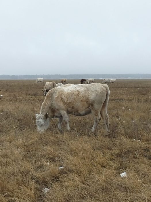 Сиыр,  Тусиыр,  Сиыр еті,  Говядина