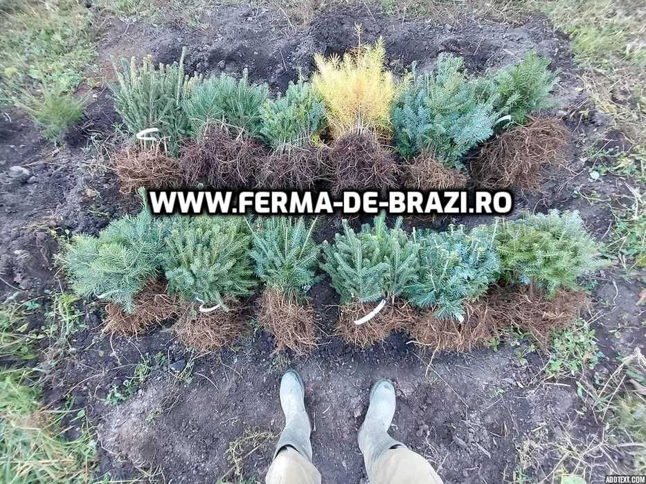 Pachet 1000 buc. puieti Infiintare Plantatie Pomi Craciun-10 specii
