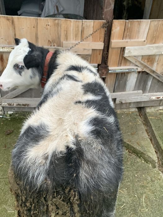 Vand 2 vitele belgiene