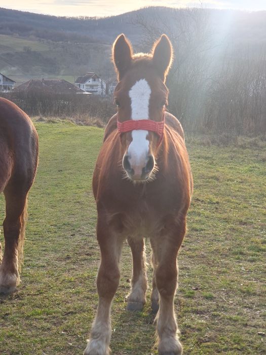 Manz de 9 luni vind sau schimb