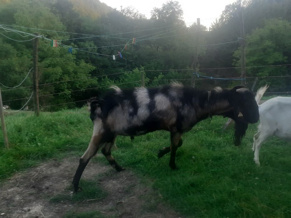 Vând țap anglonubian
