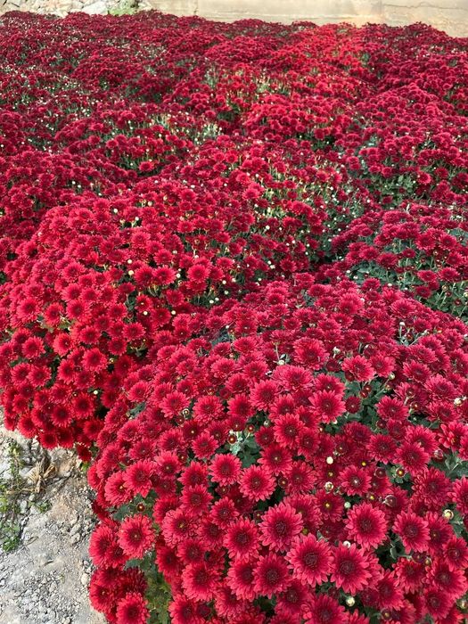 Глобус хризантема. Globus xrizantema