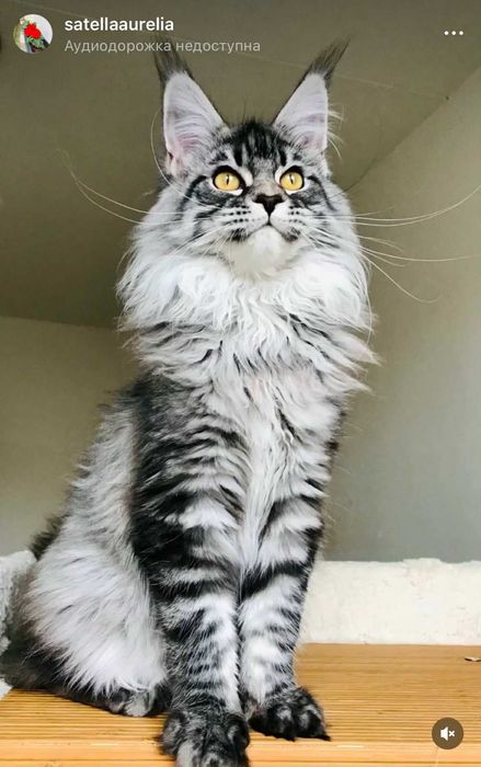 Мейн-куун котенца