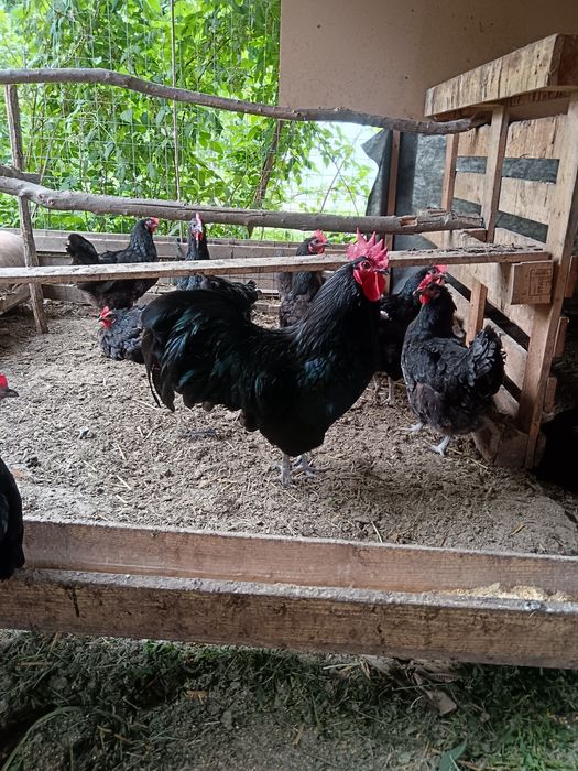 Australorp de vanzare