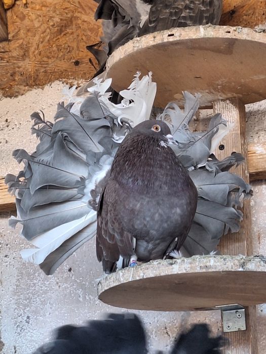 Rotați și Voltați Indieni